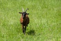 brown goat grazing in a meadow Royalty Free Stock Photo