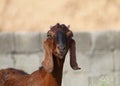 Animal and Wild life, Portrait Of a Goat Royalty Free Stock Photo