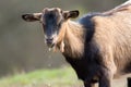 Portrait of brown goat on the watering place Royalty Free Stock Photo