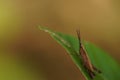 Portrait of a brown grasshopper Royalty Free Stock Photo