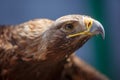 Portrait of brown head golden eagle