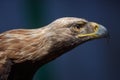 Portrait of brown head golden eagle