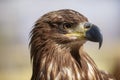 Portrait of brown head sea-eagle