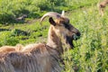 Portrait of a brown horned goat chewing grass in a pasture. Royalty Free Stock Photo