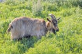 Portrait of a brown horned goat chewing grass in a pasture. Royalty Free Stock Photo