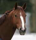 Portrait of brown horse Royalty Free Stock Photo