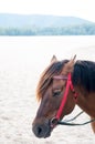 Portrait of Brown horse beautiful arabian colt Royalty Free Stock Photo