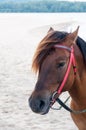 Portrait of Brown horse beautiful arabian colt Royalty Free Stock Photo