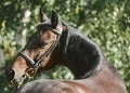 Portrait of a brown horse, beautiful curve of the neck. Looking over the back.