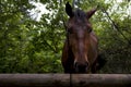 Portrait of a brown horse behind a fence Royalty Free Stock Photo