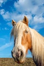 Portrait of a brown horse with blond mane Royalty Free Stock Photo