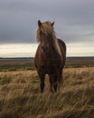 Portrait of a brown horse with blonde hair behind wire fences in a meadow under a cloudy sky Royalty Free Stock Photo