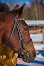 Portrait of a horse in a bridle on a sunny winter day. Royalty Free Stock Photo