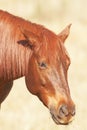 Portrait of brown horse chewing