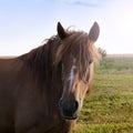 Portrait of a brown horse close-up in nature. red conb with a long mane on the pasture in the evening sun Royalty Free Stock Photo