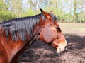 Portrait of a brown horse in close-up. Side view. Royalty Free Stock Photo