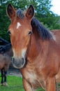 Portrait of a brown horse with curly mane around the neck looking at you Royalty Free Stock Photo