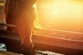 Portrait of a horse drinking water Royalty Free Stock Photo