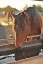 Portrait of a brown horse drinking water in summer outdoor Royalty Free Stock Photo