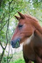 Portrait of a brown horse that is eating and chewing green grass Royalty Free Stock Photo