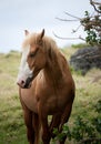 A portrait of a brown horse with an eye closed in Eua in Tonga Royalty Free Stock Photo