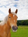 Portrait of a brown horse on a field outside. Animal in grass farm land near a forest on a cloudy day. Chestnut pony Royalty Free Stock Photo