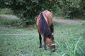 Portrait of brown horse grazing in a meadow . horse on a leash eating grass closeup . Single brown local mountain horse tied up Royalty Free Stock Photo