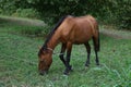 Portrait of brown horse grazing in a meadow . horse on a leash eating grass closeup . Single brown local mountain horse tied up Royalty Free Stock Photo