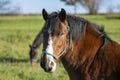 Portrait of a brown horse. Horse head shot of a beautiful stallion. Royalty Free Stock Photo