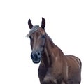 Portrait of a brown horse Isolated on a white background