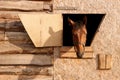 portrait of a brown horse looking out of a stall window Royalty Free Stock Photo