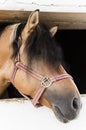 Portrait of brown horse looks out the window of a stable Royalty Free Stock Photo