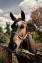 Portrait of brown horse near wooden beam on forest background with deciduous trees.