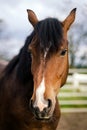 Portrait of an brown horse at a outdoor paddock box Royalty Free Stock Photo