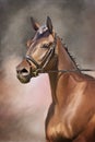 Portrait Of A Brown Horse