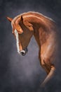 Portrait Of A Brown Horse