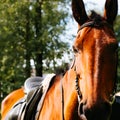 Portrait of brown horse with reins and saddle stands outdoors and looks into the camera. Close-up of horse head Royalty Free Stock Photo