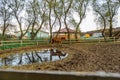 Portrait of a brown horse in stall outdoors.