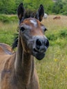 Portrait of a brown horse standing on the green grass at the pasture with blur background Royalty Free Stock Photo