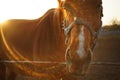 Portrait of a brown horse at sunset with sun rays Royalty Free Stock Photo