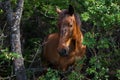 Portrait of a brown horse in a thicket of green bushes Royalty Free Stock Photo