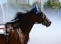 Portrait of a brown horse trotter breed in motion on hippodrome.