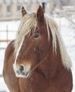 portrait of a brown horse with a white long mane on the background of a winter landscape Royalty Free Stock Photo