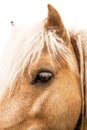 Portrait of a brown horse with white mane, closeup . Horse eye with white eyelashes. Horses head Royalty Free Stock Photo