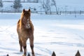 Portrait of a horse on snow in winter Royalty Free Stock Photo