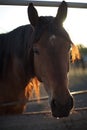 Portrait of a brown horse closeup Royalty Free Stock Photo