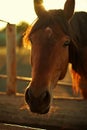 Portrait of a brown horse closeup Royalty Free Stock Photo