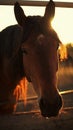 Portrait of a brown horse with a white star in the forehead. Royalty Free Stock Photo