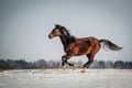 Portrait of the Horse in the snow Royalty Free Stock Photo