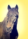 Portrait brown horse  on yellow background Royalty Free Stock Photo